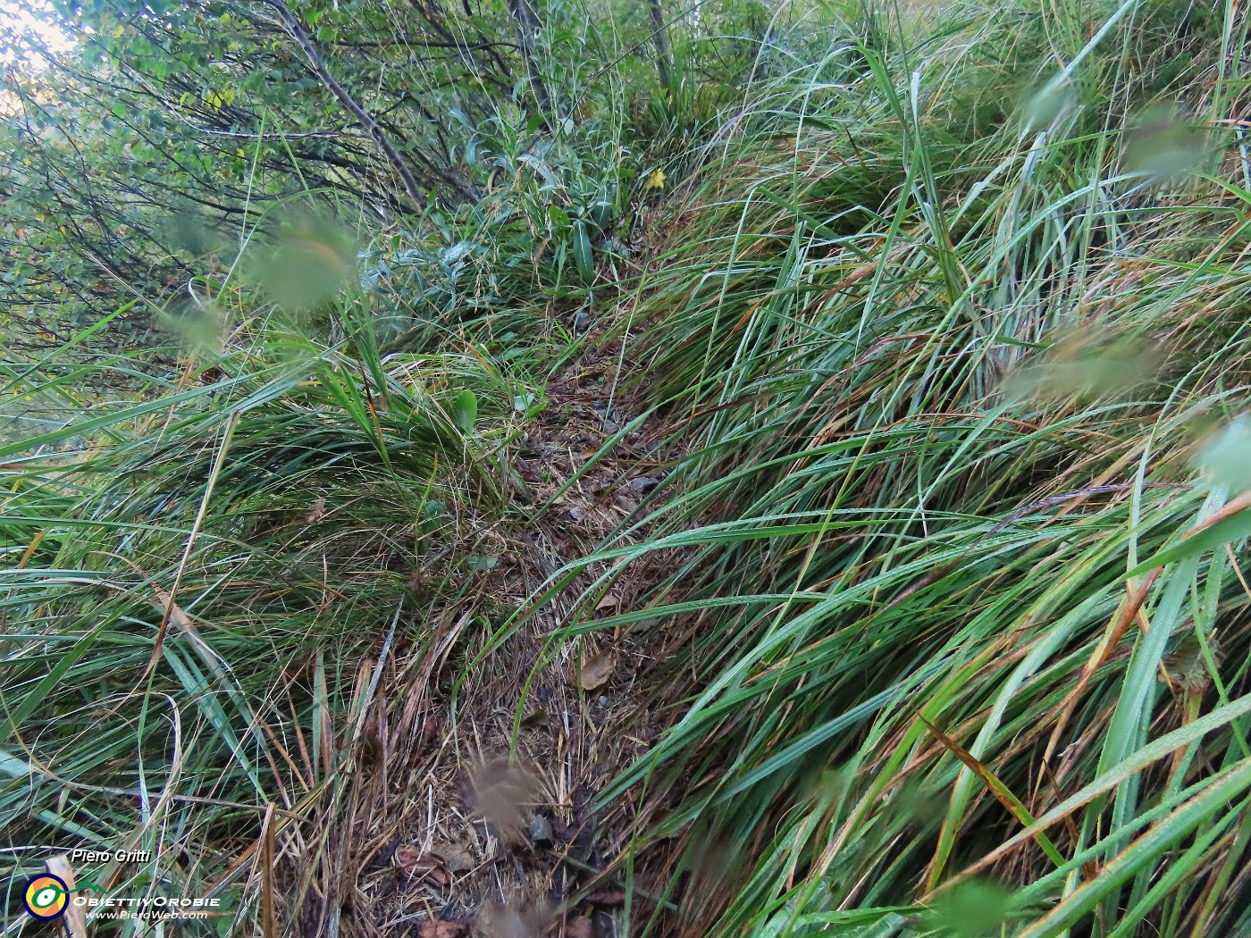 22 Erbaccia alta bagnata fradicia mi inzuppa scarponi, calzoni e gambe!.JPG